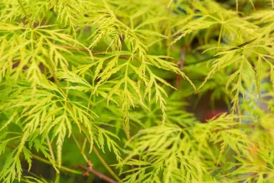 Japanse esdoorn Acer palmatum 'Emerald Lace' struik Acer palmatum 'Emerald Lace' struik