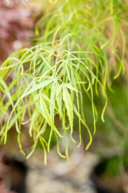Japanse esdoorn Acer palmatum 'Koto-no-ito' struik Acer palmatum 'Koto-no-ito' struik