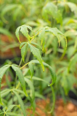 Acer palmatum 'Koto-no-ito'