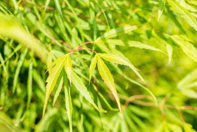 Acer palmatum 'Koto-no-ito'