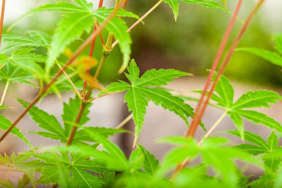 Japanse esdoorn Acer palmatum 'Phoenix' struik 40-60 C3 Acer palmatum 'Phoenix' struik 40-60 cm