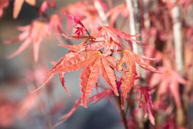 Japanse esdoorn Acer palmatum 'Phoenix' struik 40-60 C3 Acer palmatum 'Phoenix' struik 40-60 cm