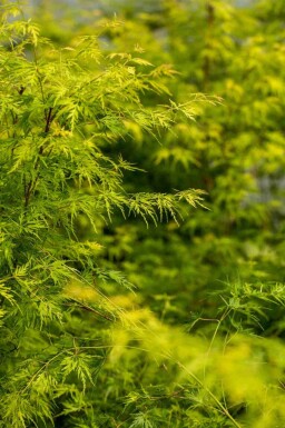 Acer palmatum 'Seiryu' C3 50-60