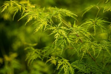 Acer palmatum 'Seiryu' C3 50-60