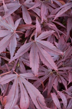 Japanse esdoorn Acer palmatum 'Shaina' struik Acer palmatum 'Shaina' struik