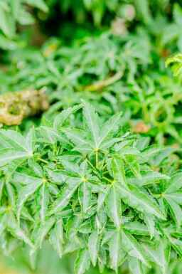 Japanse esdoorn Acer palmatum 'Shishigashira' struik Acer palmatum 'Shishigashira' struik