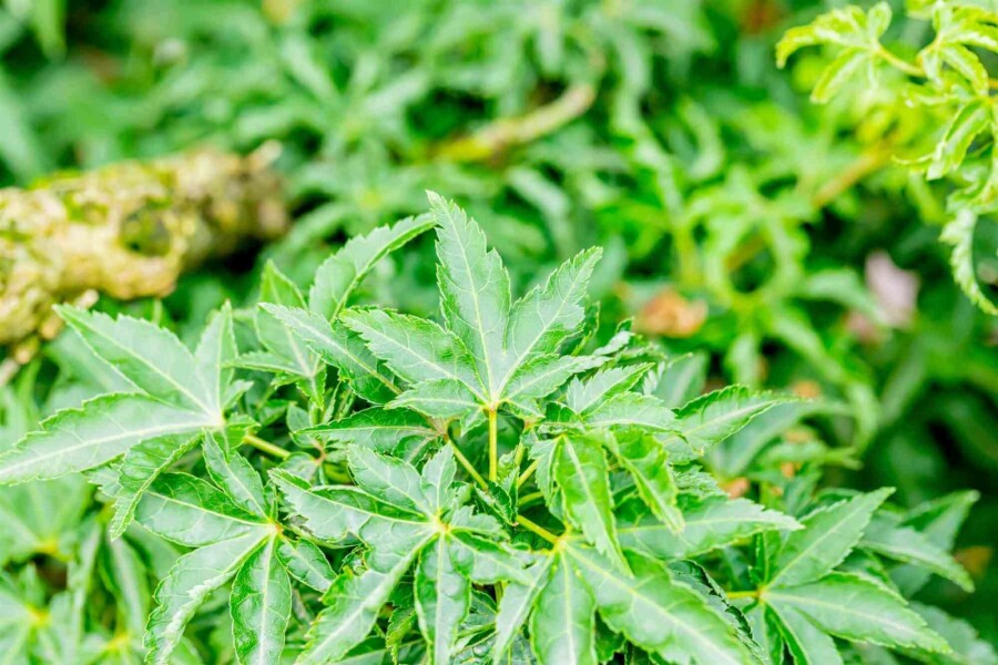 Japanse esdoorn Acer palmatum 'Shishigashira' struik Acer palmatum 'Shishigashira' struik