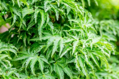 Japanse esdoorn Acer palmatum 'Shishigashira' struik Acer palmatum 'Shishigashira' struik