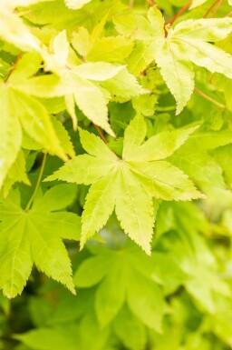 Japanse esdoorn Acer palmatum 'Summer Gold' struik Acer palmatum 'Summer Gold' struik