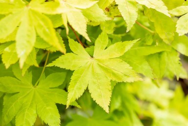 Japanse esdoorn Acer palmatum 'Summer Gold' struik Acer palmatum 'Summer Gold' struik