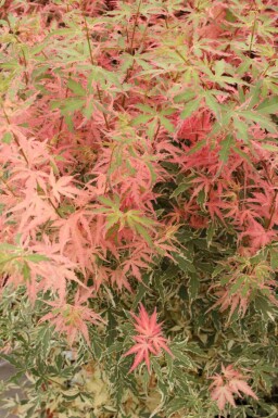 Acer palmatum 'Taylor'