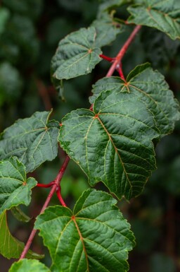 Acer rufinerve