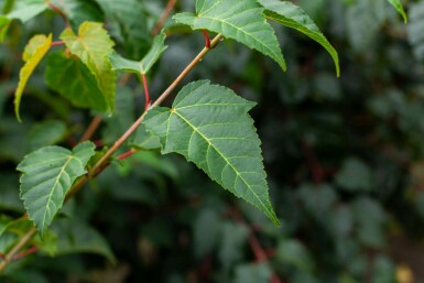 Acer rufinerve