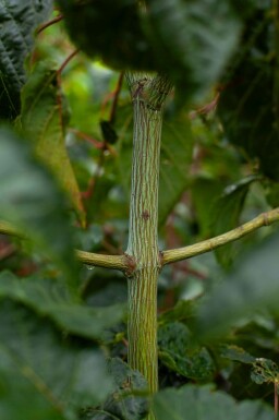 Acer rufinerve