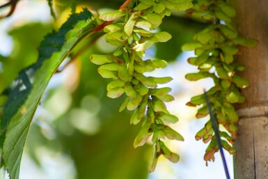 Acer rufinerve