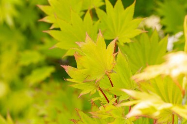 Acer shirasawanum 'Aureum'