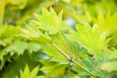 Acer shirasawanum 'Aureum'