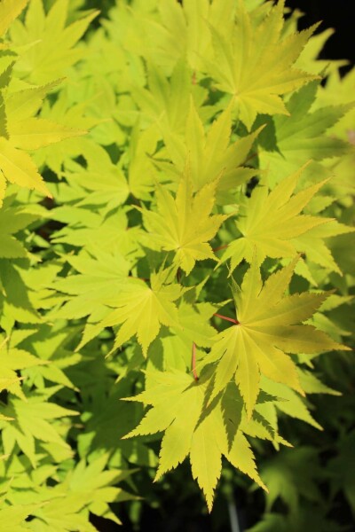 Acer shirasawanum 'Jordan' C5 60-80