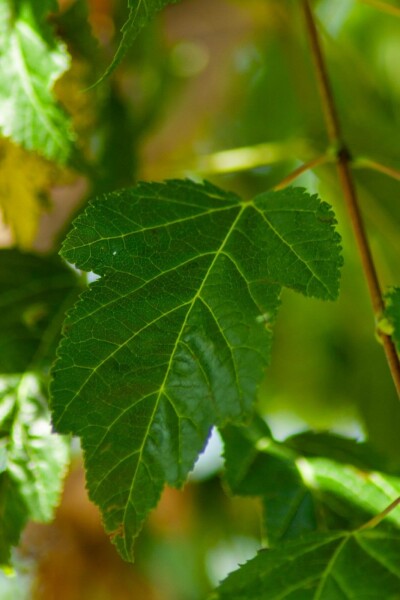 Amoer esdoorn Acer tataricum 'Ginnala' struik Acer tataricum 'Ginnala' struik