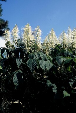 Dwergkastanje Aesculus parviflora struik Aesculus parviflora