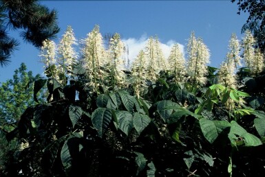 Dwergkastanje Aesculus parviflora struik Aesculus parviflora