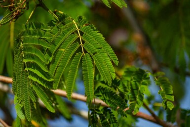 Perzische slaapboom Albizia julibrissin 'Ombrella' struik Albizia julibrissin 'Ombrella' struik