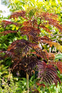 Perzische slaapboom Albizia julibrissin 'Summer Chocolate' struik Albizia julibrissin 'Summer Chocolate'