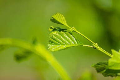 Alnus glutinosa