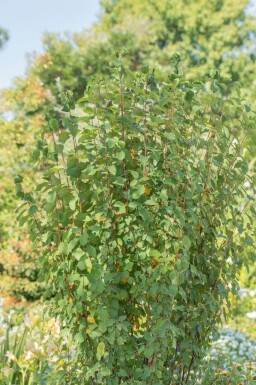 Amelanchier alnifolia 'Obelisk'