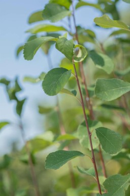 Amelanchier alnifolia 'Obelisk'