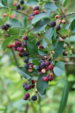 Amelanchier canadensis