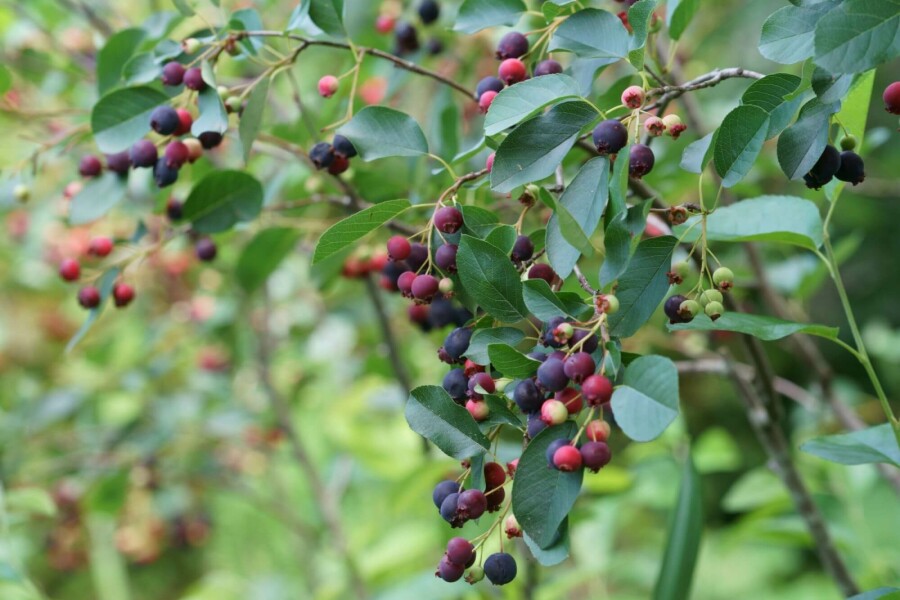 Krentenboompje Amelanchier canadensis struik Amelanchier canadensis struik