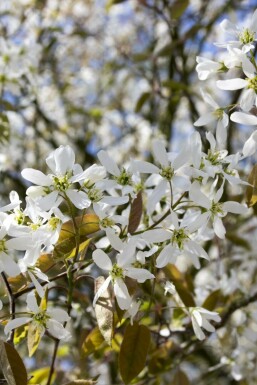 Amelanchier spicata