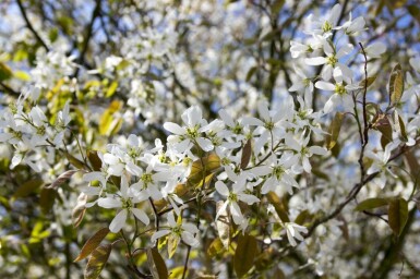 Amelanchier spicata