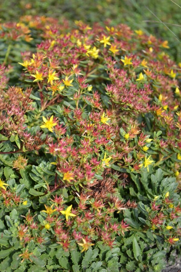 Vetkruid Sedum floriferum 'Weihenstephaner Gold' 5-10 Pot P9