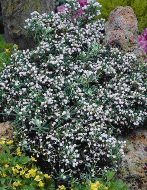Lavendelhei Andromeda polifolia 'Compacta' struik Andromeda polifolia 'Compacta' struik