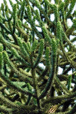 Apenboom Araucaria araucana struik Araucaria araucana struik
