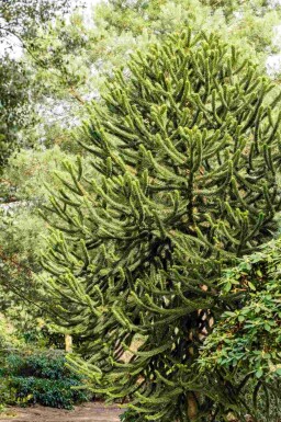 Apenboom Araucaria araucana struik Araucaria araucana struik