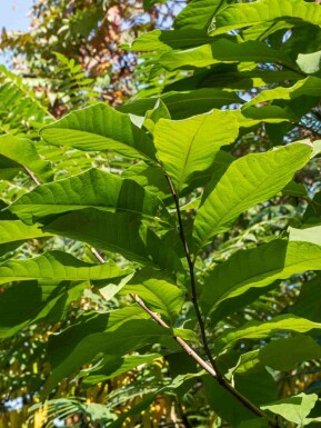 Asimina triloba