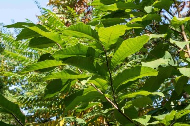 Asimina triloba