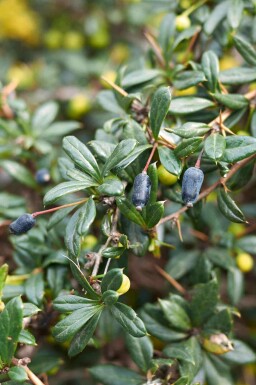 Berberis candidula