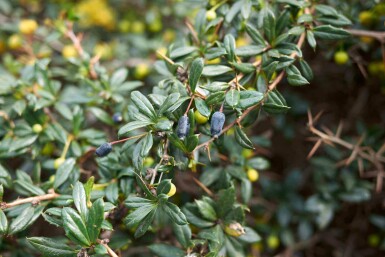 Berberis candidula