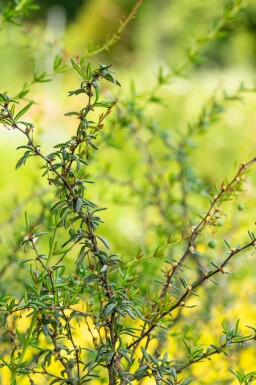 Berberis stenophylla