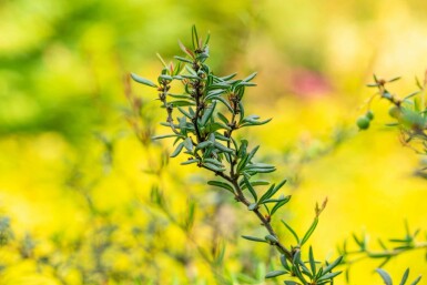 Berberis stenophylla