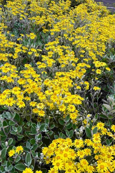 Zilverblad Brachyglottis 'Sunshine' struik Brachyglottis 'Sunshine' struik