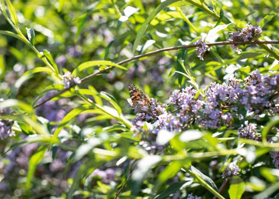 Vlinderstruik Buddleja alternifolia struik Buddleja alternifolia struik