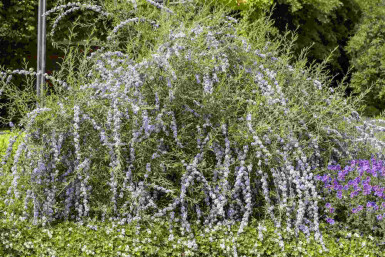 Buddleja alternifolia