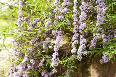 Buddleja alternifolia