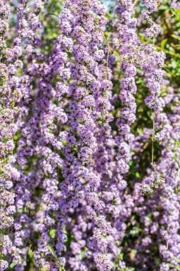 Vlinderstruik Buddleja alternifolia struik Buddleja alternifolia struik