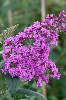 Buddleja davidii 'Border Beauty'